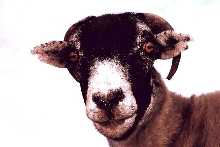 Sheep close-up, The Peak District, Derbyshire