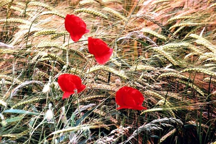 Poppies, The Derbyshire Peak District