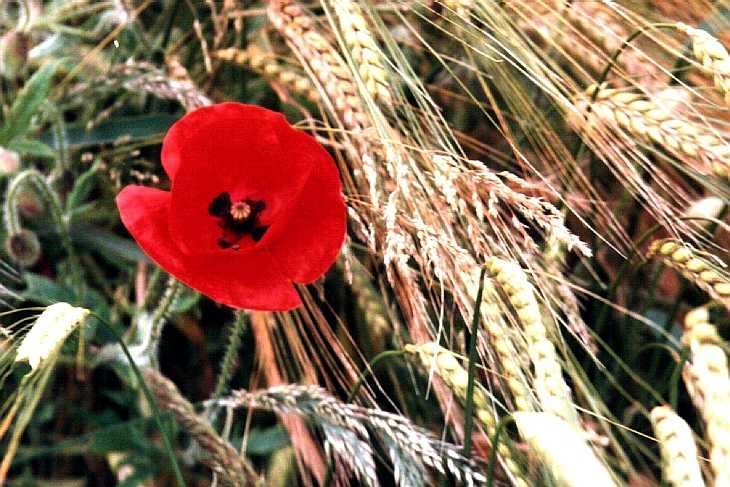 Poppy, The Derbyshire Peak District