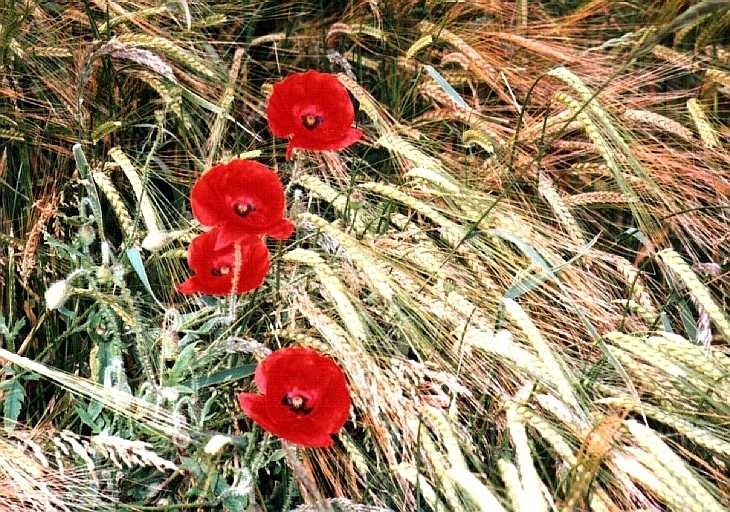 Poppies in field, The Peak District
