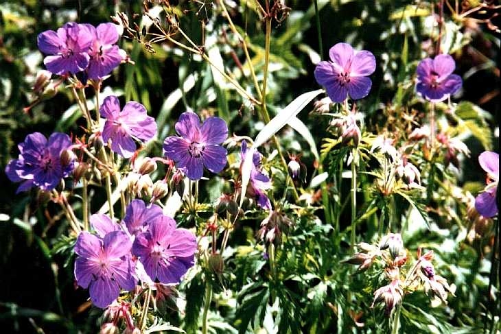 Wild flowers, The Peak District