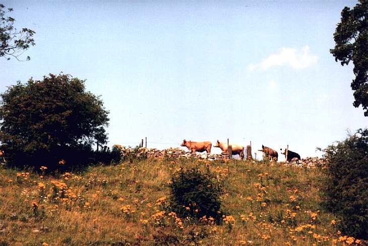 The lowing herd winds slowly o'er the lea