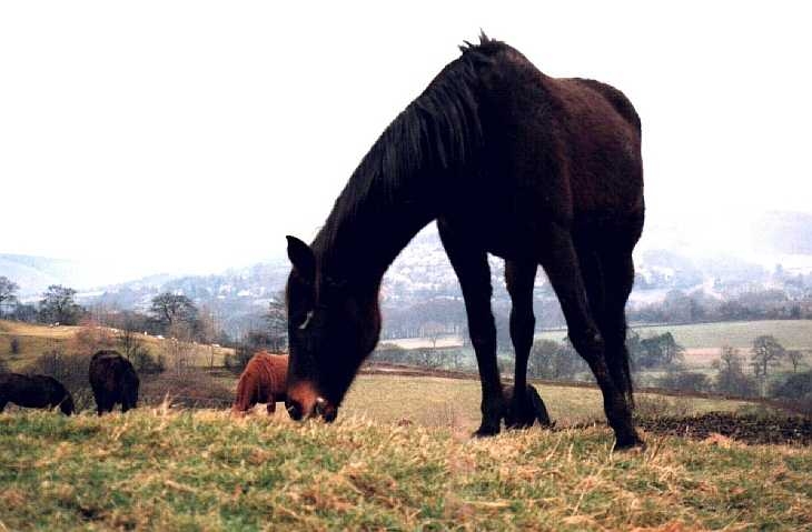 Grazing horses, The Peak District