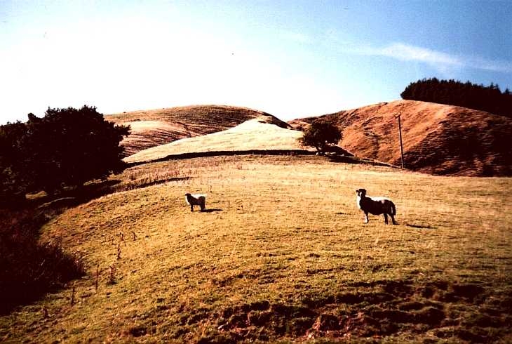 Sheep, Alport Dale, The Peak District