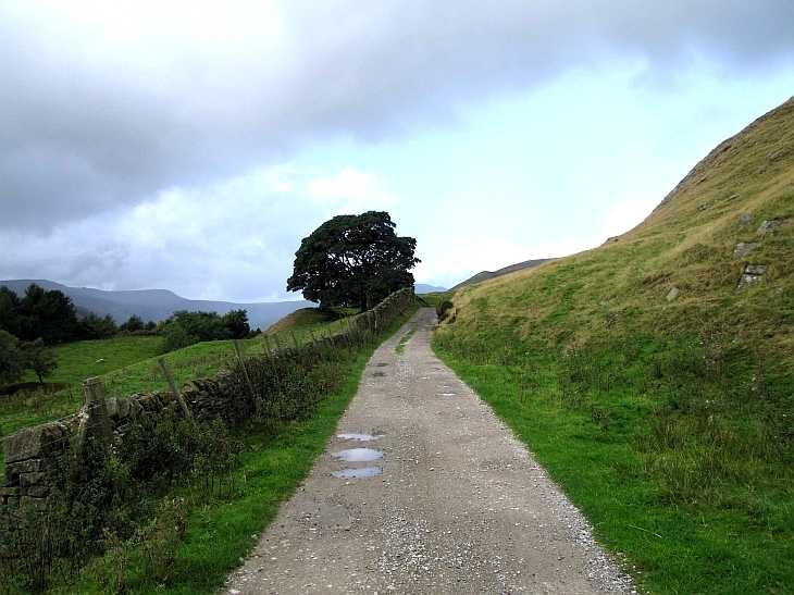 Track and tree, The Peak District