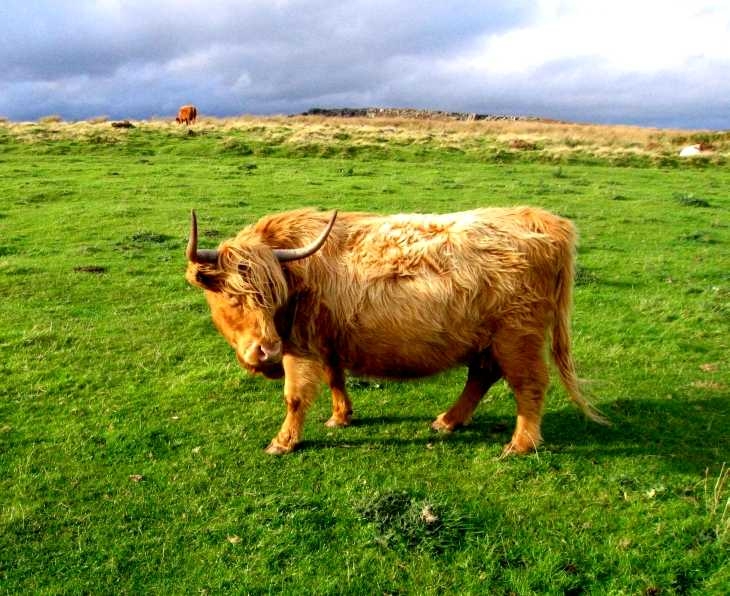 Cow on Baslow Edge, The Peak District, Derbyshire