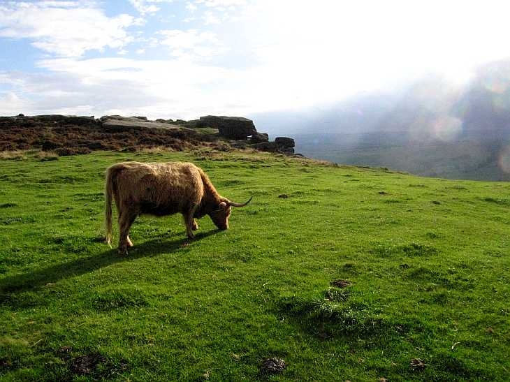 Cow grazing on Baslow Edge, The Peak District, Derbyshire