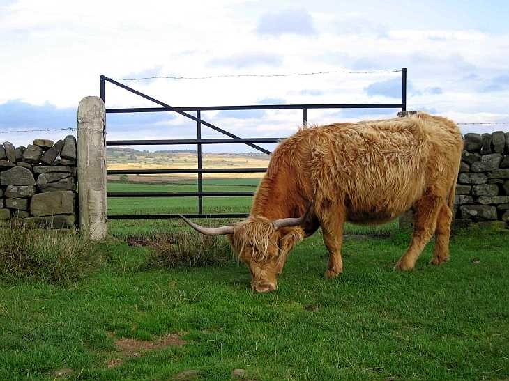 Cow and gate, Baslow Edge, The Peak District, Derbyshire