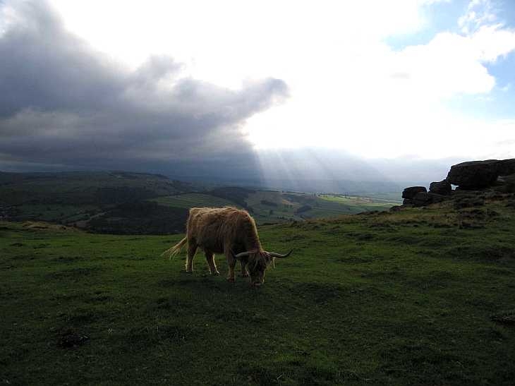 Cow and dramatic sky, Baslow Edge, The Peak District, Derbyshire
