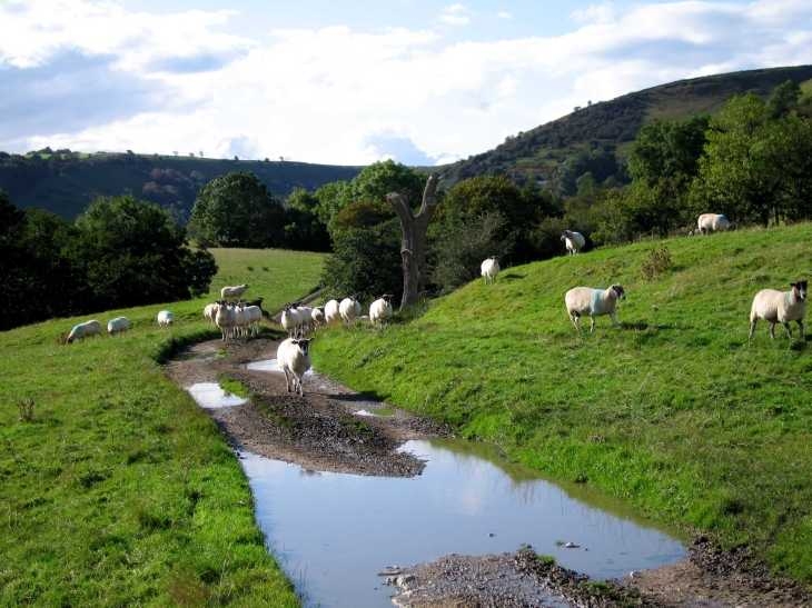 After rain, sheep under Chrome Hill