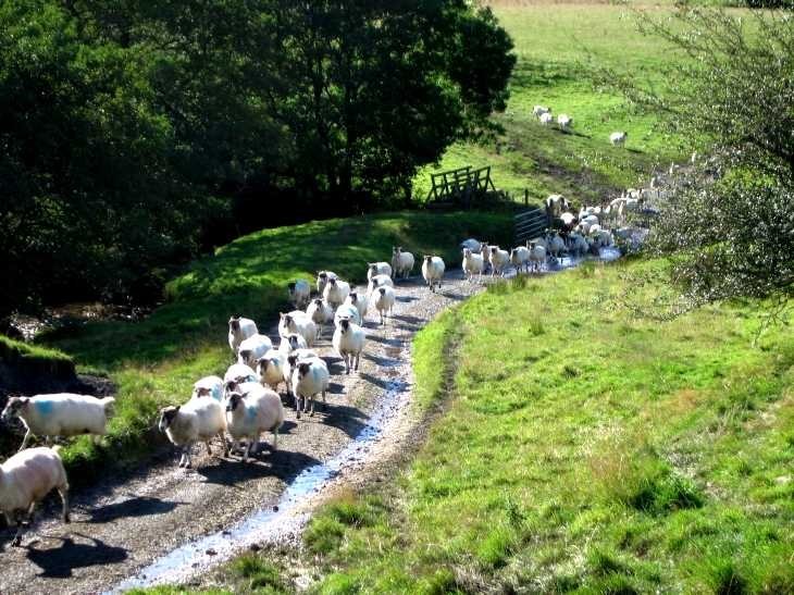 Sheep on the move, under Chrome Hill