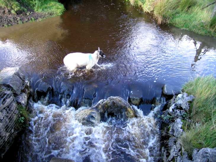 Sheep crossing Swallow Brook, under Chrome Hill