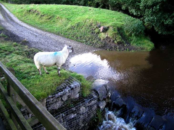Sheep at ford on Swallow Brook, under Chrome Hill