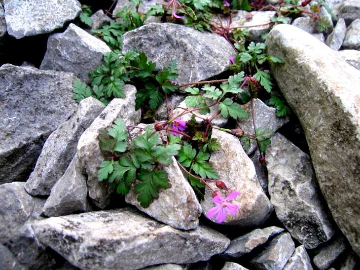 Rock plant, Hall Dale, The Peak District
