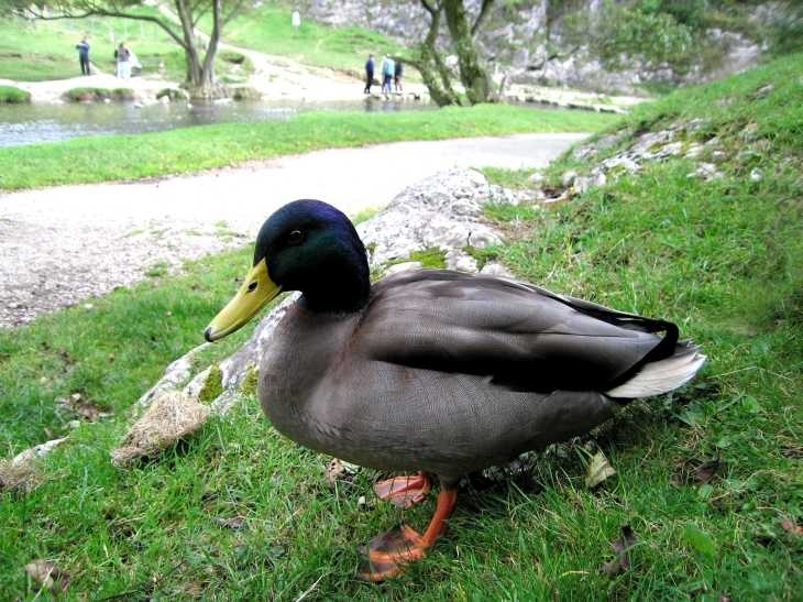 Local resident of the River Dove, Dovedale, The Peak District