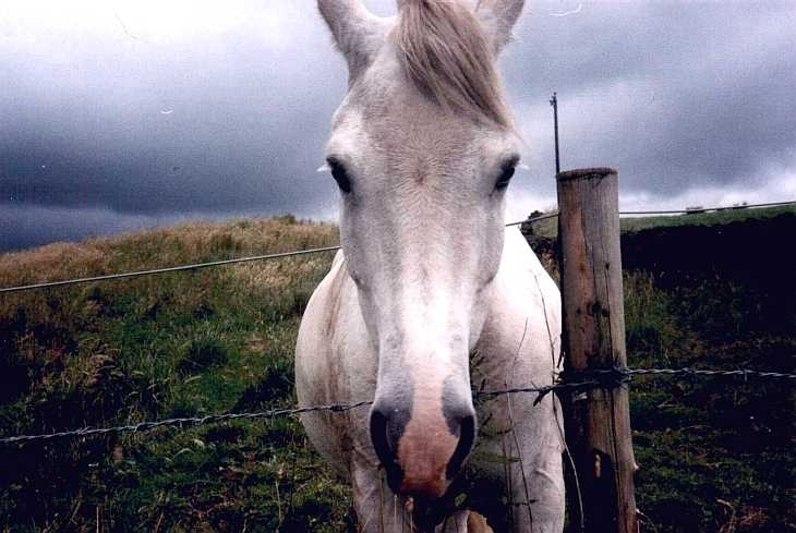 White horse, New Mills