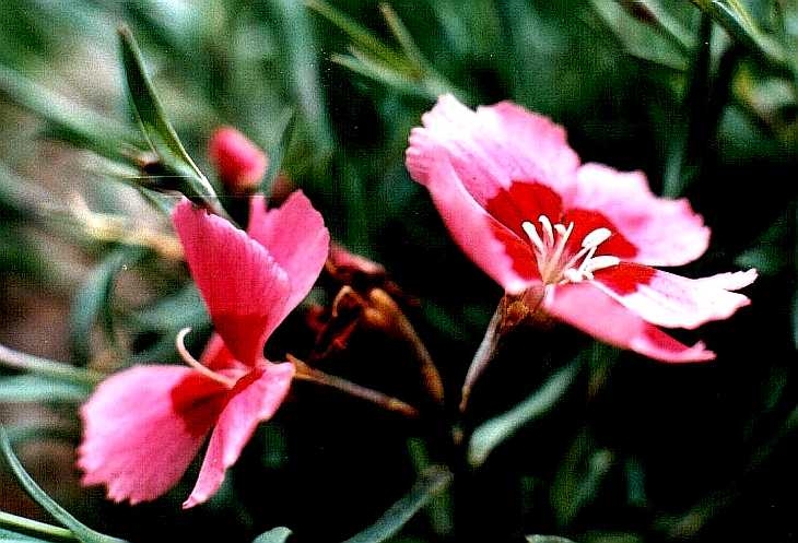 Close-up of Alpine flowers