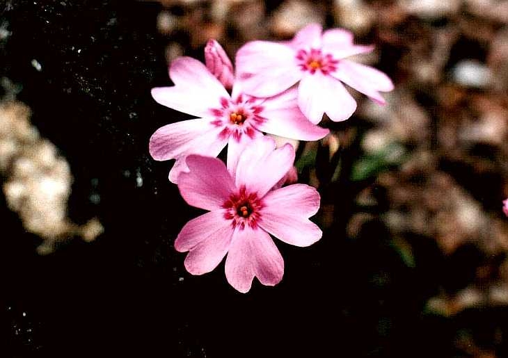Close-up of Alpine flowers grown in a trough