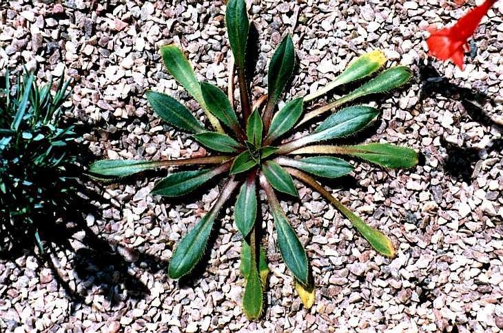 Alpine plant grown in a trough