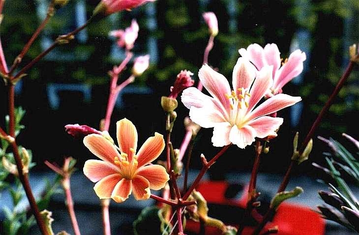 Alpine flower grown on windowsill