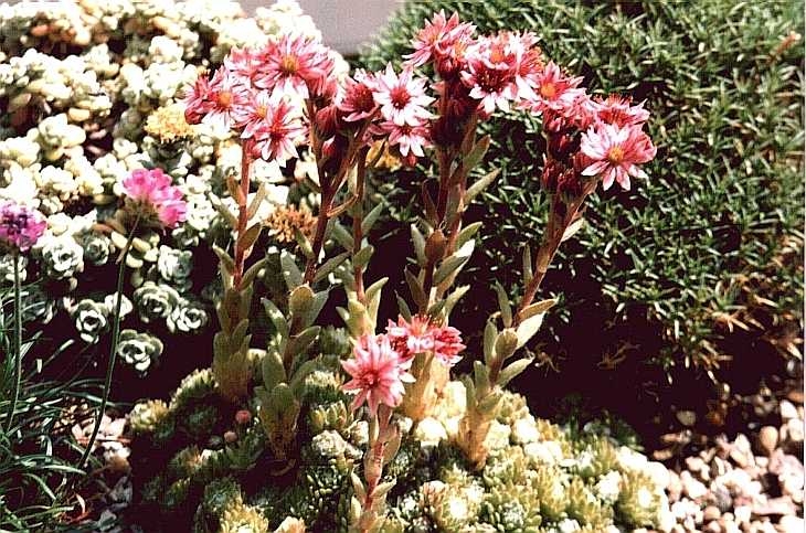 Alpine plants grown on windowsill
