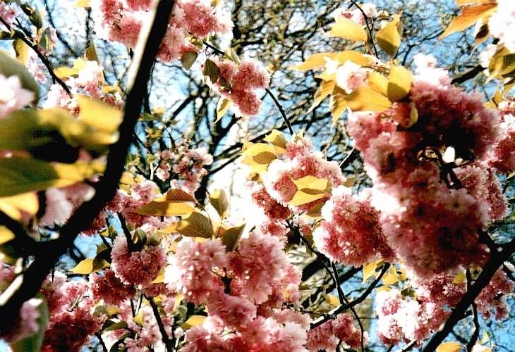 Pink blossom, Spitalfields, East London