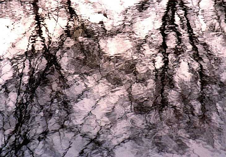 Tree reflections at Kew Gardens, London