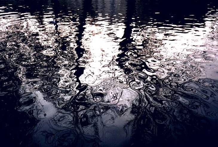 Tree reflections on water