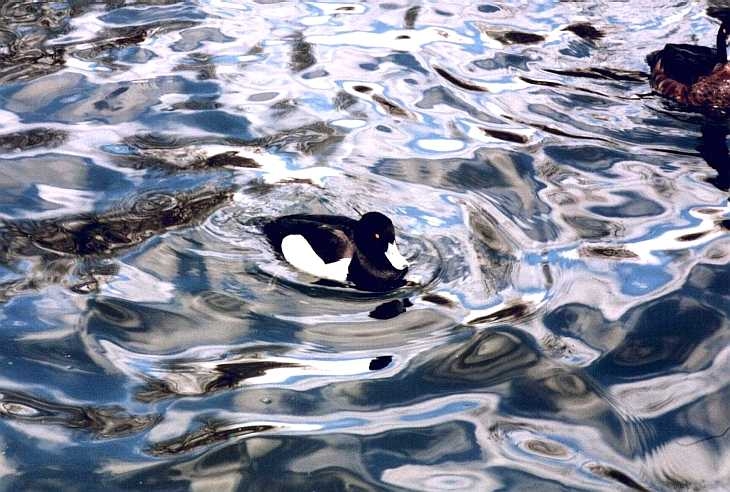 Duck and water reflections, London