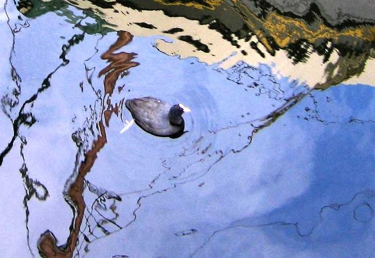 Coot and boat reflection, St Katharine's Dock, London