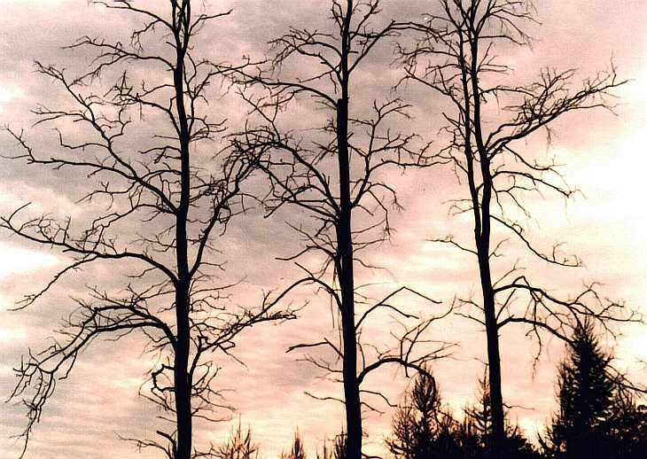 Winter trees, London