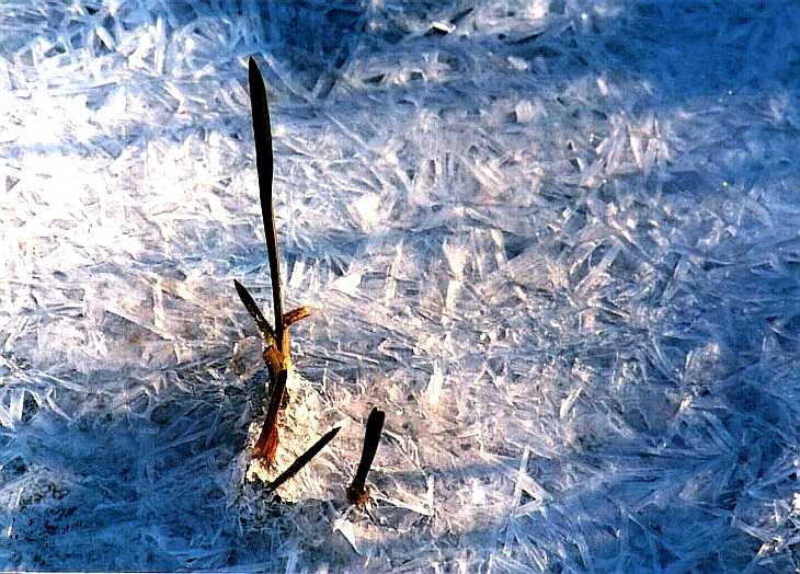 Ice, Syon House gardens, London