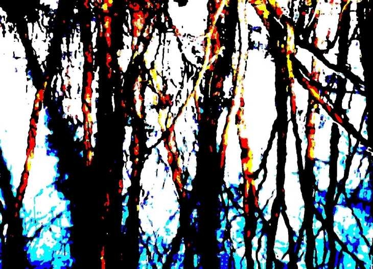 Tree reflections in water