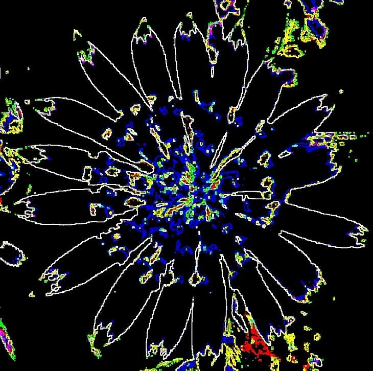 Flower close-up. Posterization