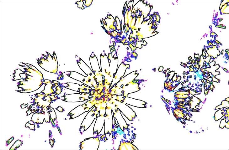 Flowers. White version. Posterization