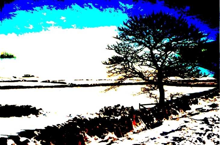 Tree in snowy landscape