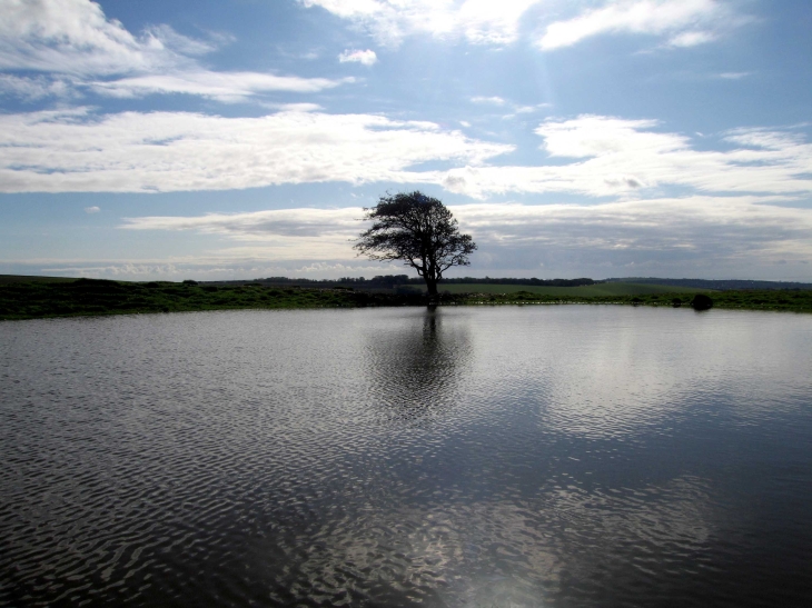 Tree, water and sky on The South Downs