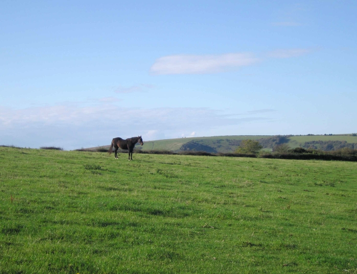 horse on The South Downs