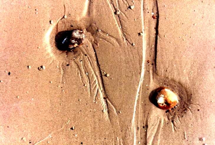 Shells, Worthing beach at low tide, Sussex