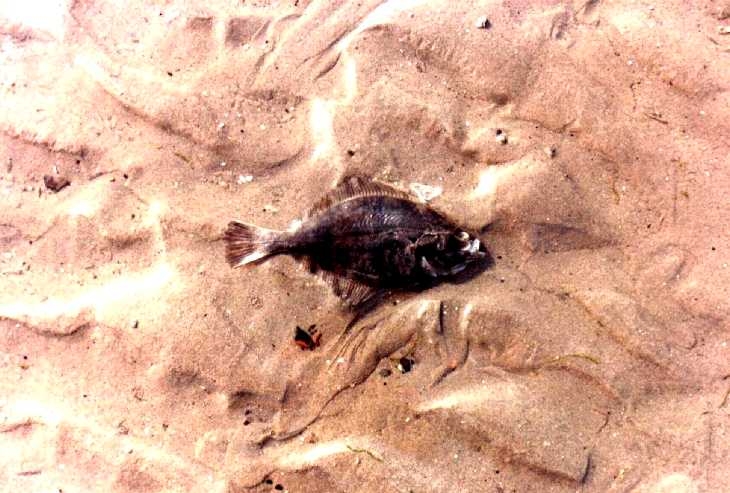 Fish in sand, Worthing beach, Sussex