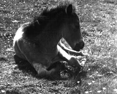 Pony foal, Dartmoor, Devon
