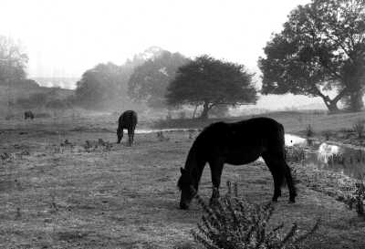 Horses on misty morning