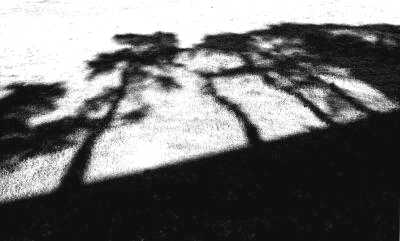 Shadows and tall trees