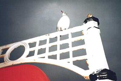 Seagull, Brighton, Sussex