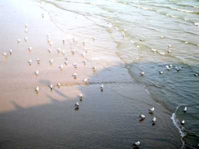 Brighton, Sussex, gulls on the beach at low tide