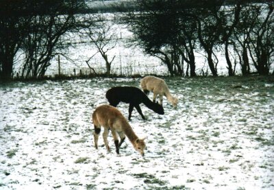 Llamas, Derbyshire, The Peak District in snow