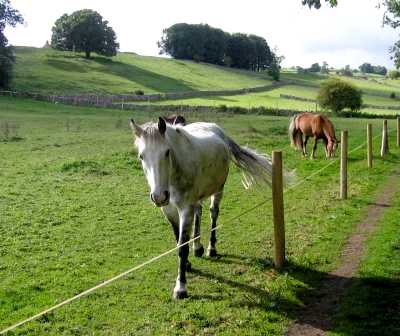 White horse, Near Youlgreave, Derbyshire Peak District
