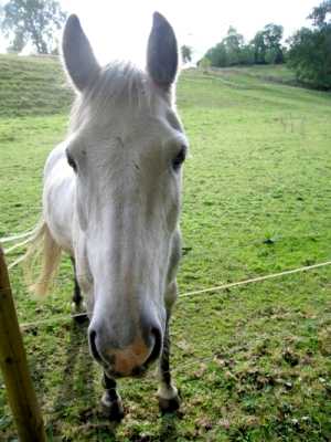 White horse, Near Youlgreave, Derbyshire Peak District