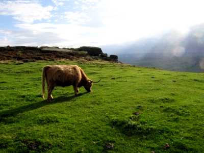 Cows, Baslow Edge, Curbar, Derbyshire Peak District