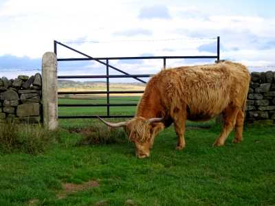 Cows, Baslow Edge, Curbar, Derbyshire Peak District